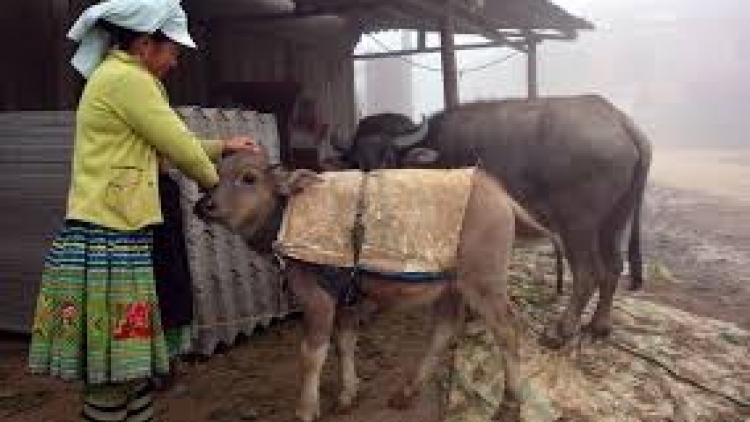 Sơn La:  Âi năl zêl lâng cha groong cha kêệt ha bh’năn