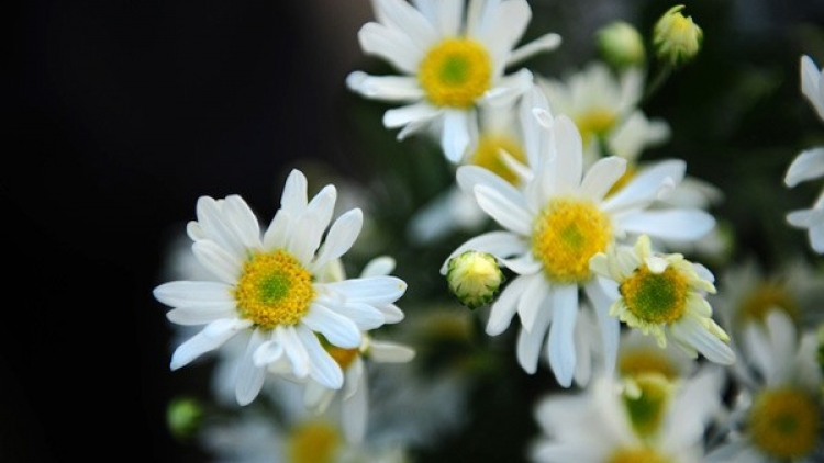 T'RUÍH PHÁT THANH T'NGAY 01-12