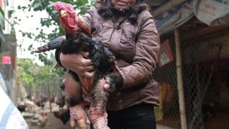 Bhiệc băn zư lêy a’tứch Đông Tảo