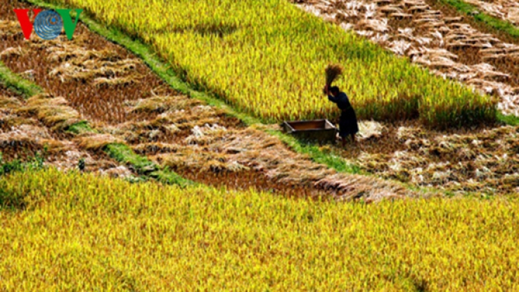 Mù Cang Chải hân noo ha roo đoọm