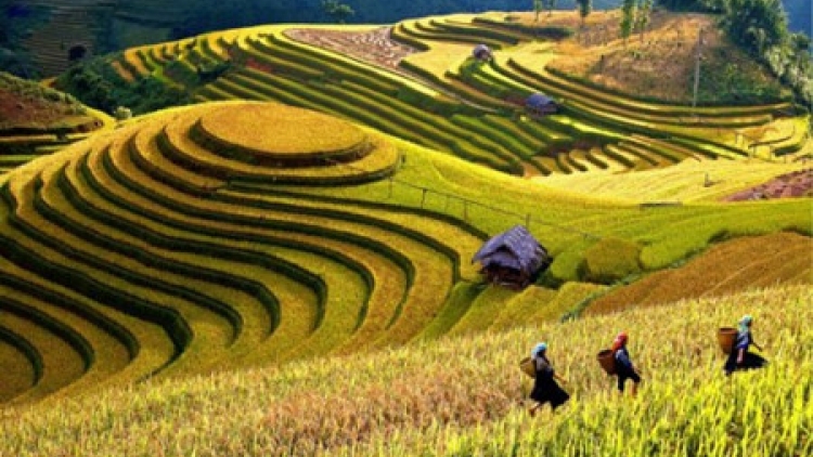 Pa dzoóc hân noo bhrợ cóh ruộng chuôr Mù Cang Chải