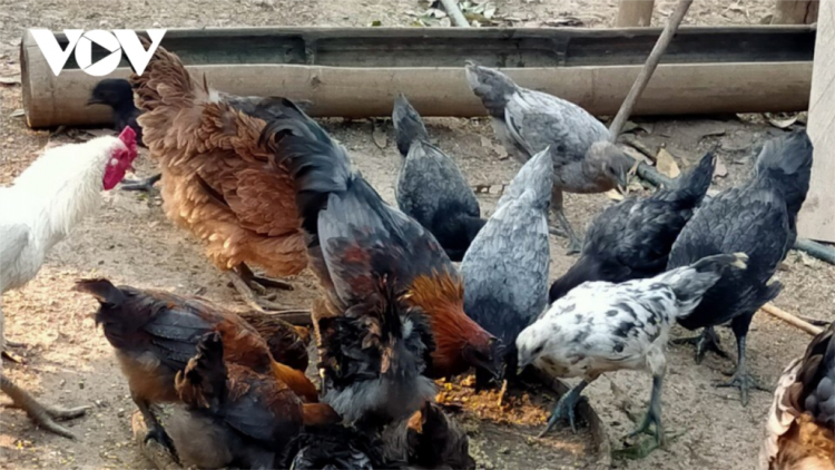Pân đil Mông z’lâh đha rựt