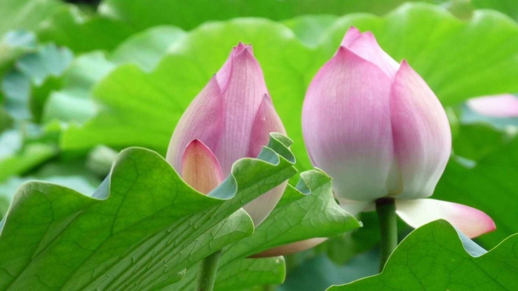 Đại hội 12 âng Đảng:Đối ngoại k’đhơợng nhâm râu liêm crêê bhlâng âng k’tiếc k’ruung- acoon ma nứih hêê