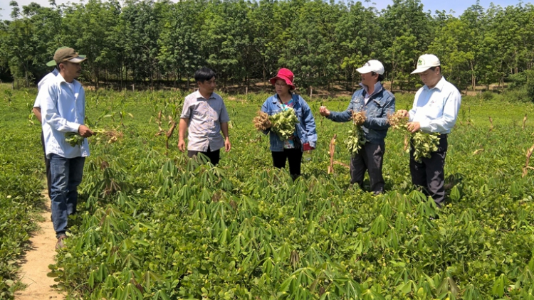 Quảng Trị: Bh’rợ chóh a rong đh’rứah lâng tâm phóc pa dưr đợ rau liêm choom đhị chr’hoong da ding k’coong Hướng Hoá