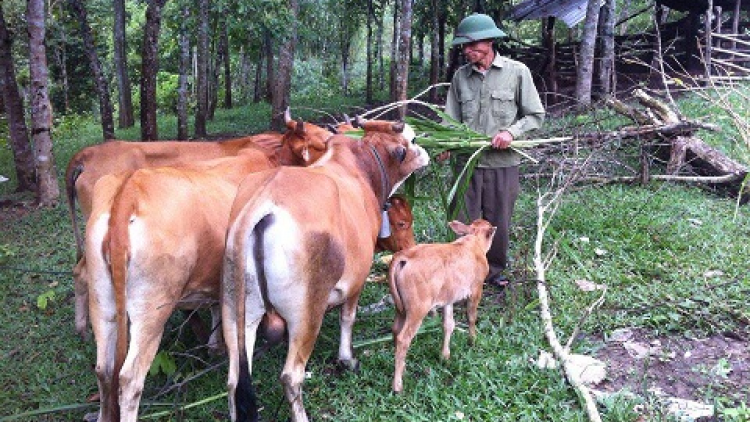 Manuýh t’coóh ta ha Vân Kiều bhrợ cha choom