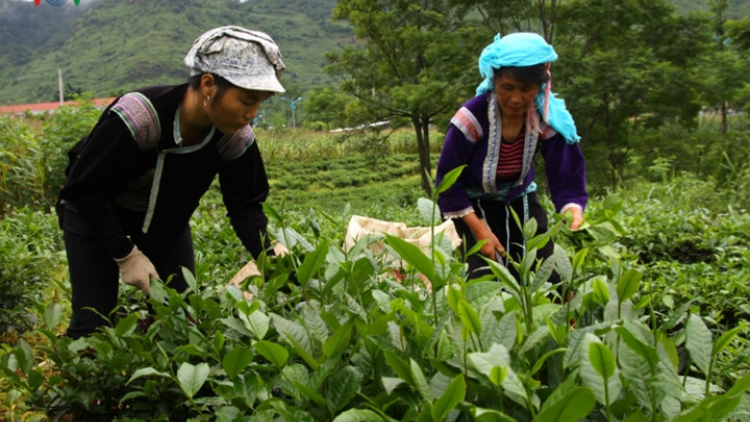 Đhanuôr bhrợ ha rêê đhuốch Lai Châu bhrợ t’váih cr’van cr’bhộ đươi tơợ bh’rợ bhrợ têng nông nghiệp chuyên canh