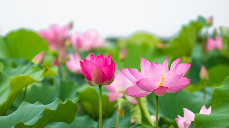 T'RUIH PA XUL T'NGAY 24/5/2020