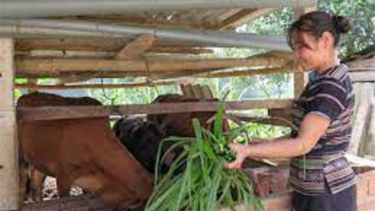 Quảng Ngãi: Pa dưr bh’rợ Đảng viên coh bh’rợ pa xiêr đha rưt zr’lụ đha nuôr acoon coh