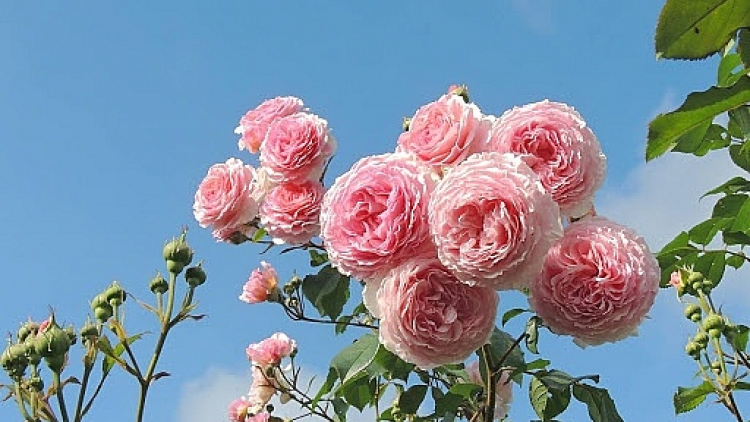 T'RUIH PA XUL T'NGAY 11/6/2020