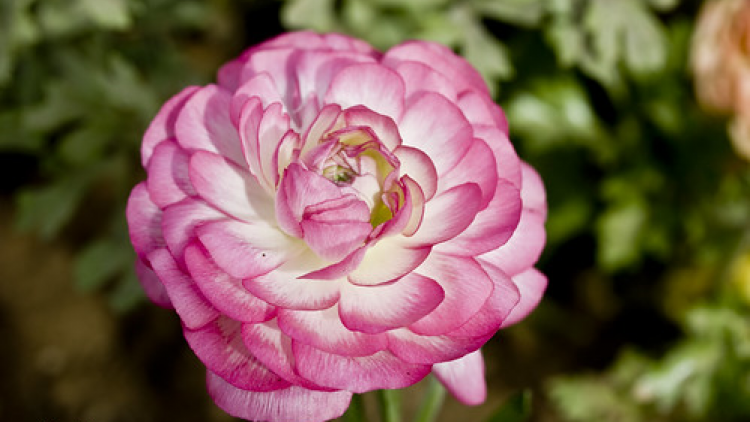 T'RUIH PA XUL T'NGAY 14/5/2020