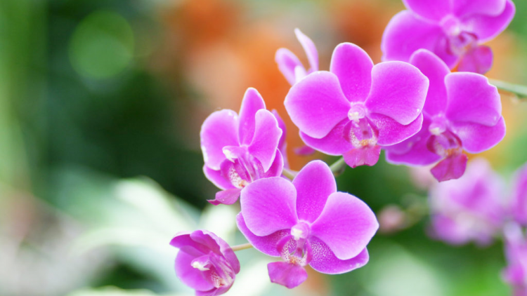 T'RUIH PA XUL T'NGAY 12/5/2020