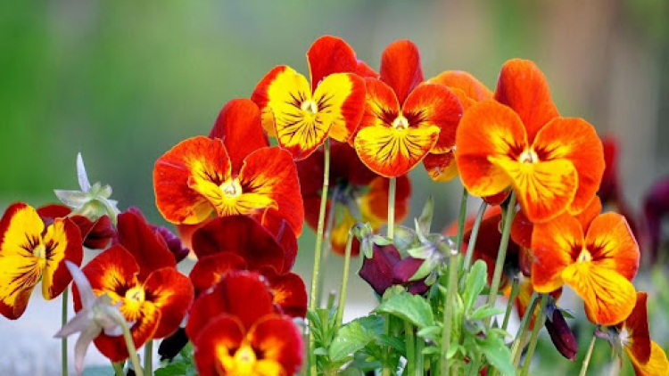 T’RUIH T’NGAY 20/11