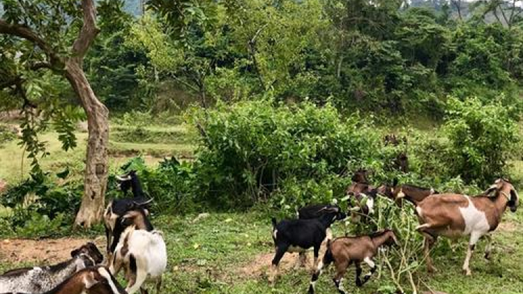 Anoo Dương Văn Tư Tợơ ha ul đha rựt váih nắc ma nuýh ca van băn bé đhi vel Mông