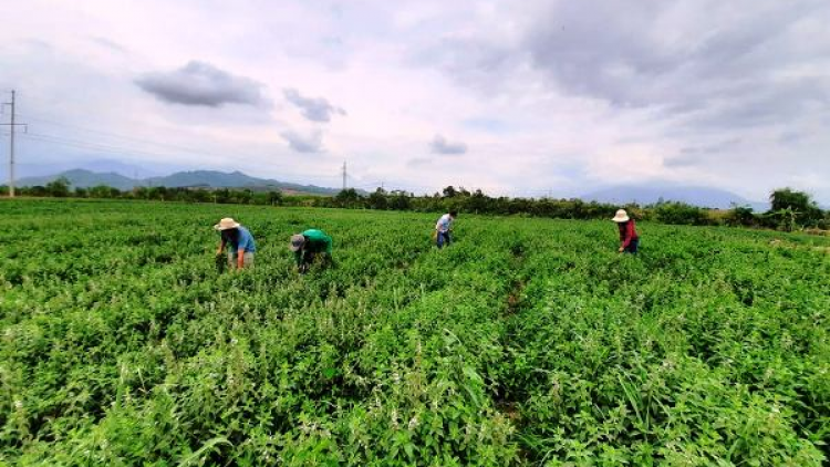 Choh tơơm za nươu pa xoọng c’lâng xăl tơơm chr’noh đhị zr’lụ da ding ca coong Khánh Hoà