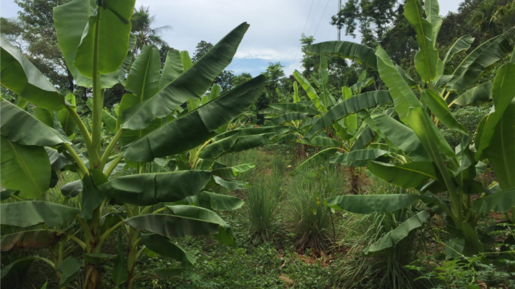 Z’lâh đha rựt đanh mâng tơợ cr’noọ bh’rợ choh prí thanh tiêu