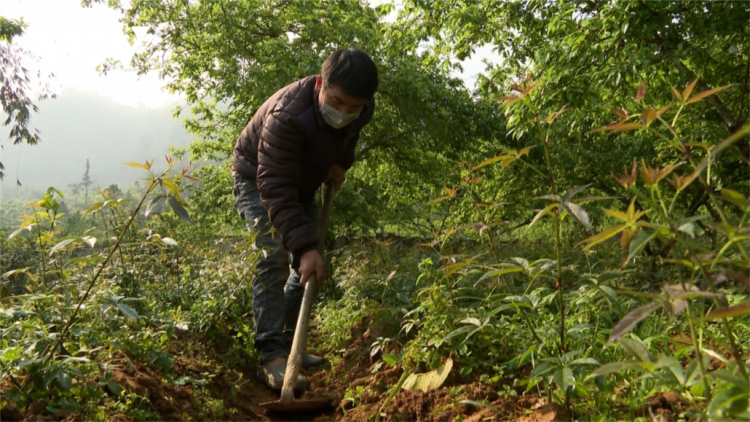 Choh ngũ gia bì hương- C’lâng pa dưr kinh tế t’mêê coh zr’lụ da ding k’coong Bắc Hà