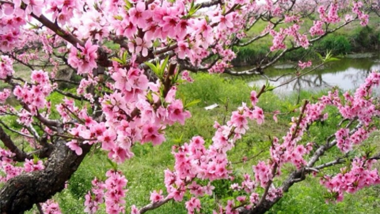 T'RUIH PA XUL T'NGAY 31-1-2022