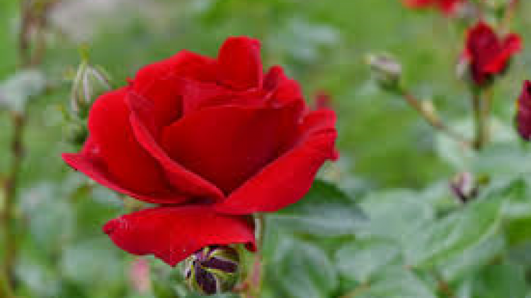 T'RUIH PA XUL T'NGAY 15/5/2020