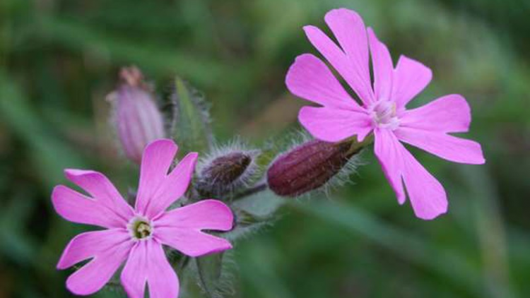 T'RUIH PA XUL T'NGAY 24/4/2020