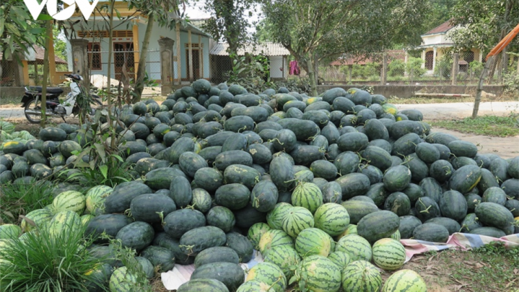 Quảng Ngãi: Đhanuôr căh tệêm ặt tớt tu chr’năp za cai lalâh ếp