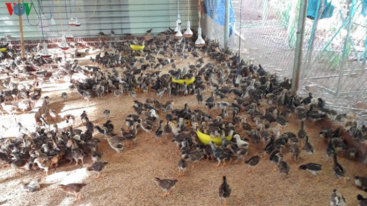 Bh’nơơn cr’nọo bh’rợ k’bhuh apêê băn a tưch âng pân đil A Lưới