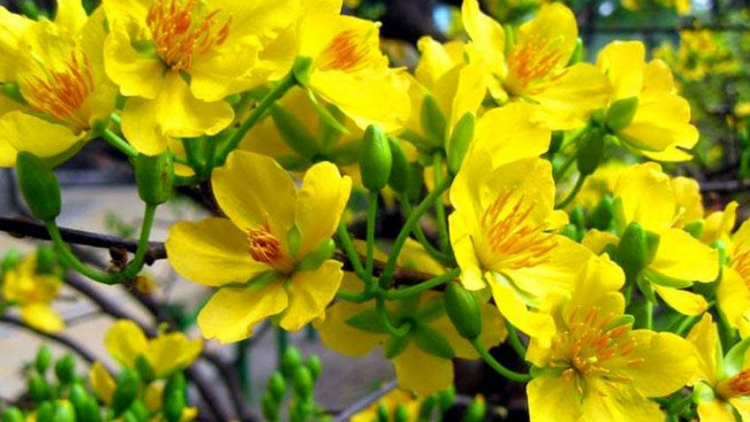 T’RUIH T’NGAY 11-02- 2020