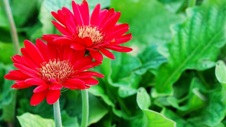 T’RUIH T’NGAY 27-12-2019