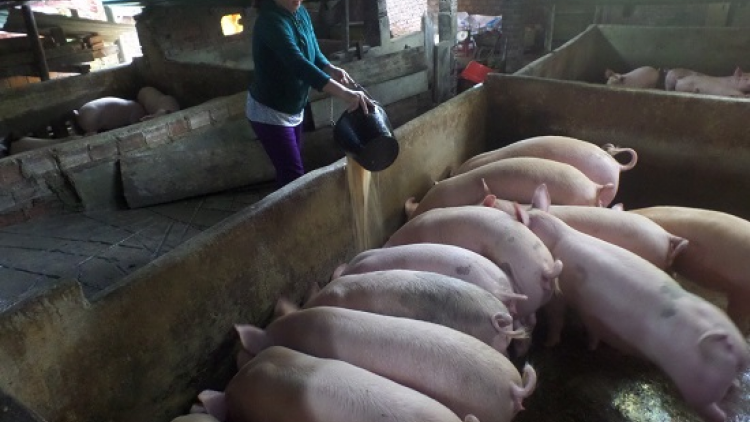 Đha nuôr Cor chr’hoong Trà Bồng​ra văng bh’năn bh’rơơi đoọng cha Tết