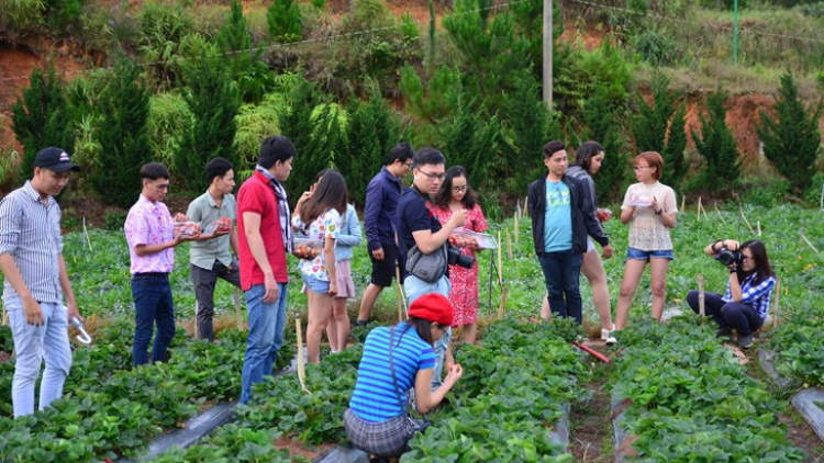 Du lịch canh nông-bh’nơơn pr’đươi du lịch chr’nắp pr’hay âng tỉnh Lâm Đồng
