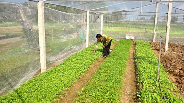 Quảng Nam: Zooi đha nuôr câl đươi bh’nơơn chr’nóh bh’năn