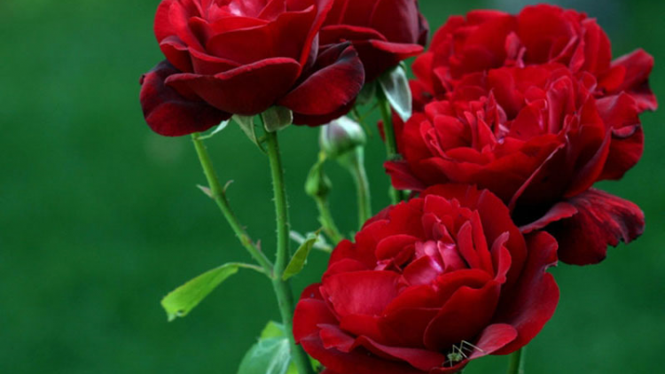 T'RUIH PA XUL T'NGAY 26/10/2020