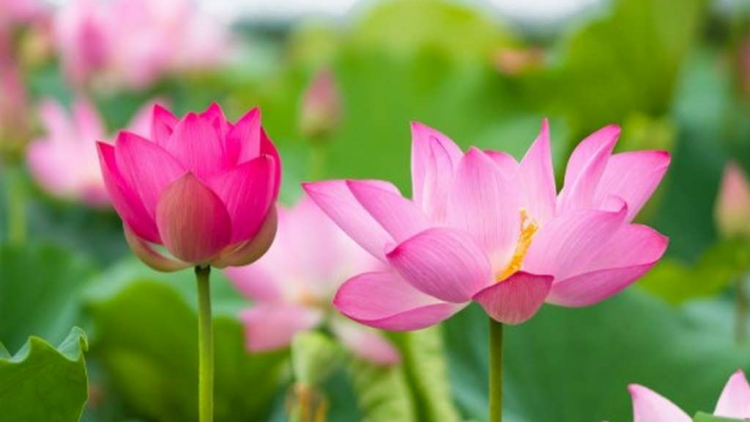 T'RUIH T'NGAY 2/9/2021