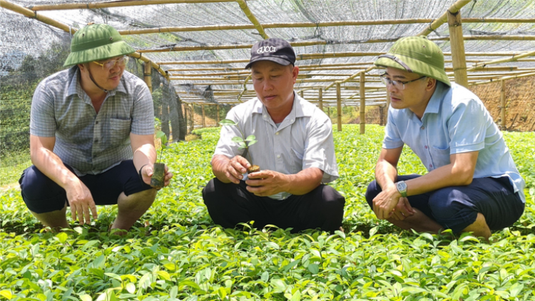 Chóh “t’nơơm vàng”, Giàng A Sáu dưr váih tỷ phú