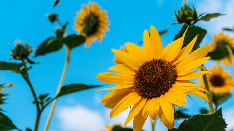 T'RUIH PA XUL T'NGAY 1/11/2021