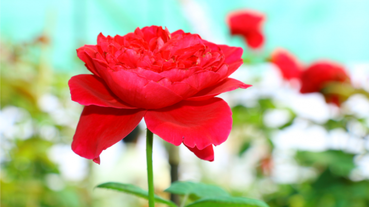 T'RUIH PA XUL T'NGAY 8/5/2020