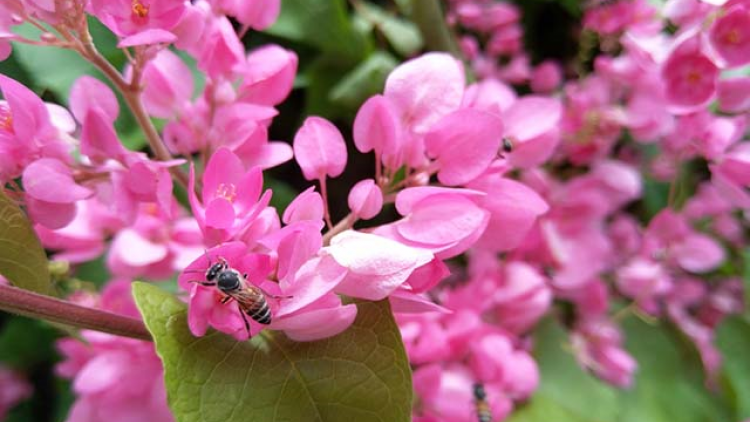 T'RUIH T'NGAY 28-6-2021