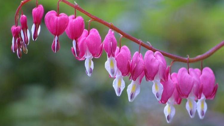 T'RUIH T'NGAY 2/8/2021