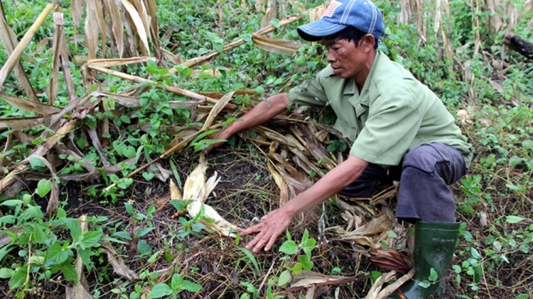 Đẳng sâm – T’nơơm t’bil ha ul pa xiêr đharứt cóh Ch’ Ơm
