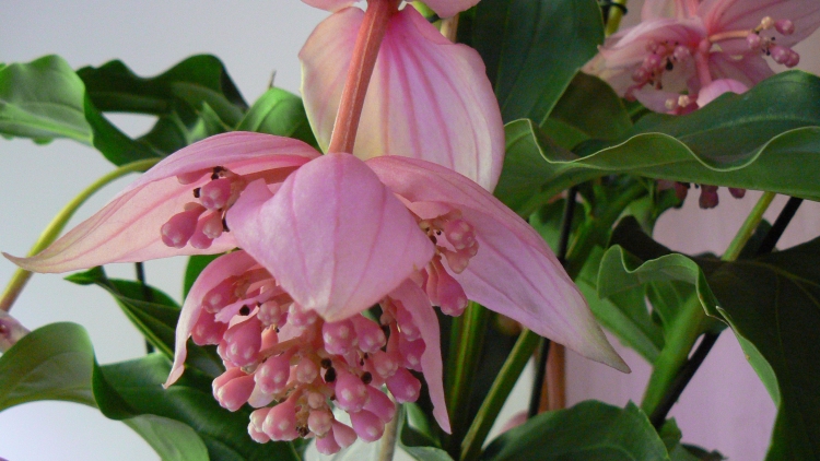 T'RUIH PHÁT THANH T'NGAY 24/6/2017