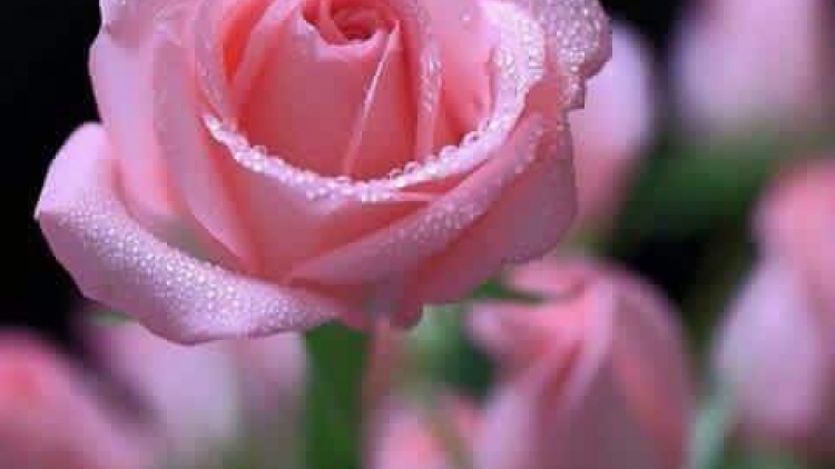 T'RUIH PA XUL T'NGAY 22/12/2017