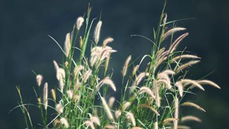 T'RUIH PHÁT THANH T'NGAY 19/3/2017