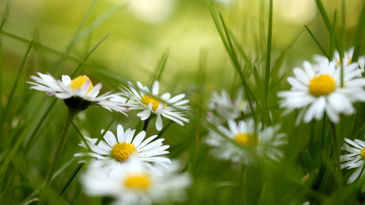 T'RUIH PHÁT THANH T'NGAY 31/3/2017