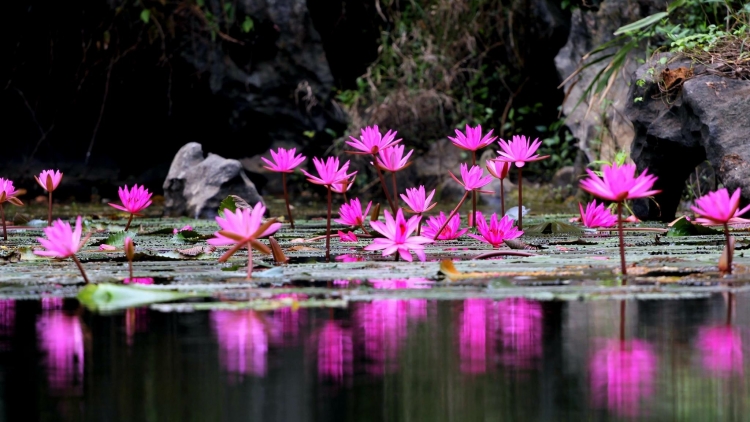 T'RUIH PHÁT THANH T'NGAY 30/4/2017