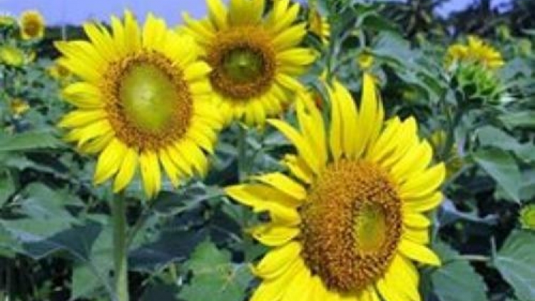 T'RUIH PAXUL T'NGAY 7/12/2017