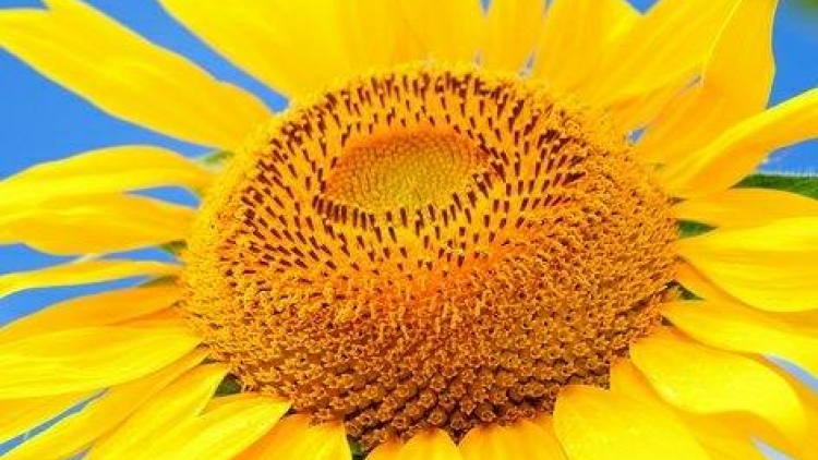 CA NHẠC_ ĐỒNG BÀO CÁC DÂN TỘC VỚI BÁC HỒ