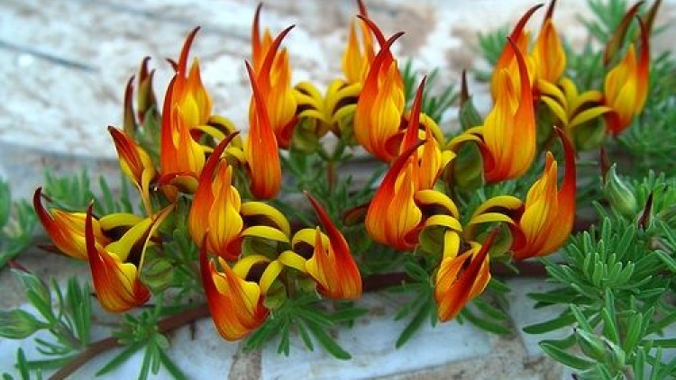 T'RUIH PHÁT THANH T'NGAY 25/4/2017