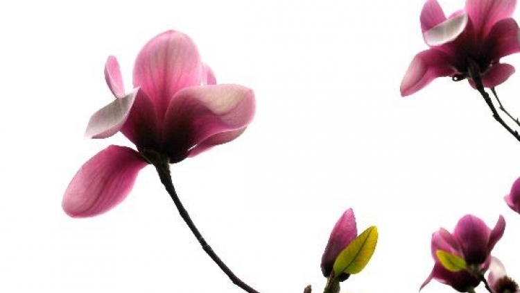 T'RUIH PAXUL T'NGAY 28/8/2017