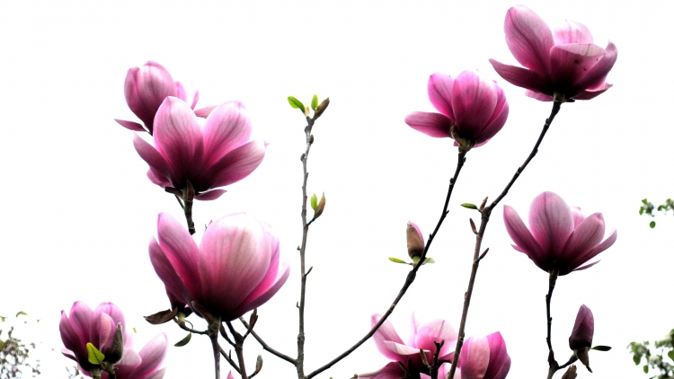 T'RUIH PHÁT THANH T'NGAY 08/5/2017