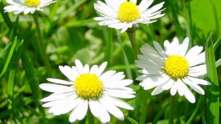 T'RUIH PHÁT THANH T'NGAY 10/5/2017