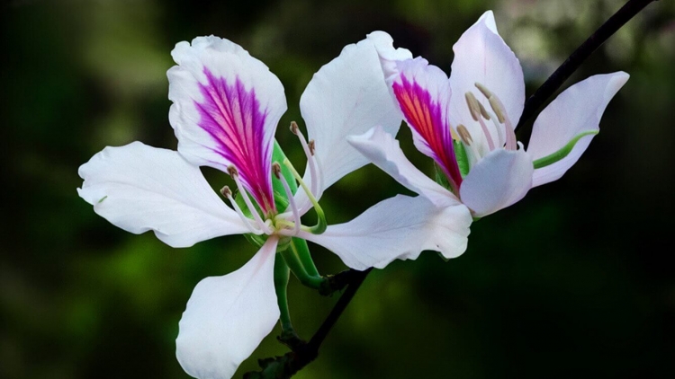 T'RUIH PHÁT THANH T'NGAY 12/5/2017